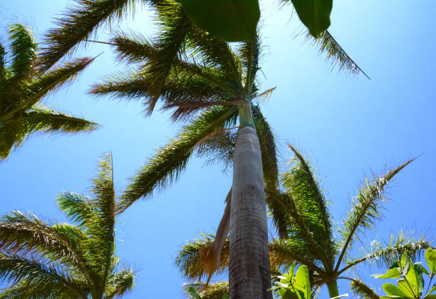 istock Palm trees waving in sky in sunlight 1200109310