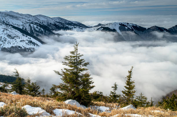 istock Conifer in beautiful wild winter Carpathian mountains. Original Background 1200109545