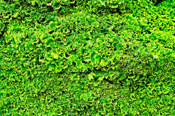 istock Closed up bright green lettuce leaf. 1200110768