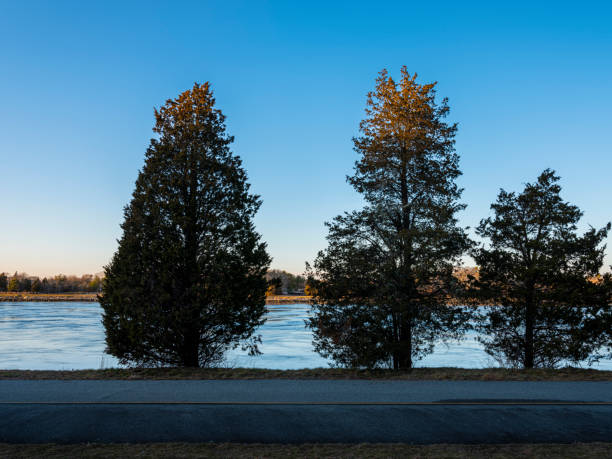 istock Three Juniper Trees on the Riverbank of Cape Cod Canal 1200110770