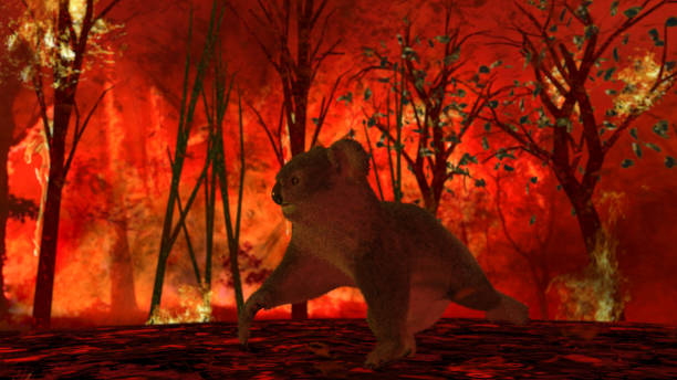 istock Alone poor koala between burning trees trying to save his life by running and escaping 3d rendering 1200111143