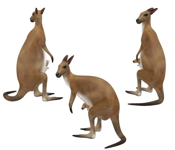 istock Three different views of kangaroo standing and checking around white background isolated 3d rendering 1200111758