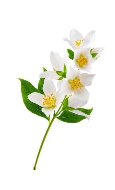 istock Jasmine flowers isolated on white background 1200113349
