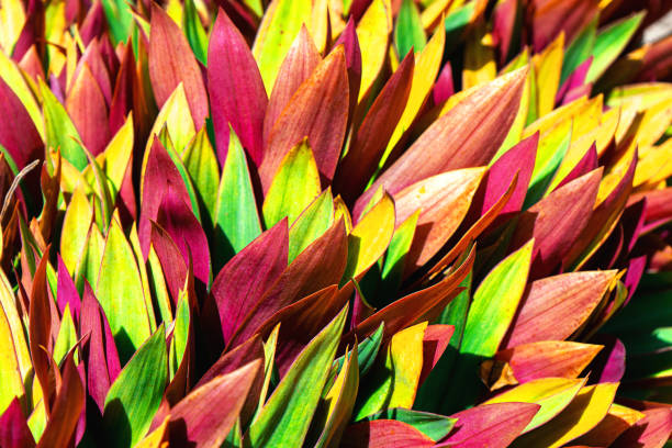 Beautiful colorful tropical leaves background. Summer concept. Africa, island Zanzibar. Ti plant or Cordyline fruticosa leaves, colorful exotic foliage.