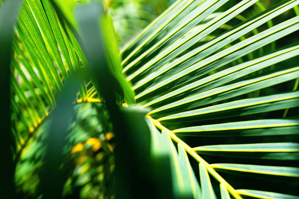 istock Coconut palm trees beautiful tropical background. Summer concept. 1200113919