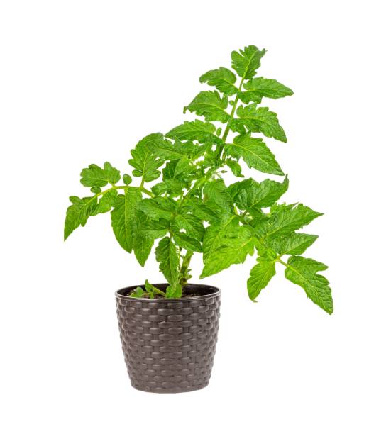 istock green tomato seedling in a brown pot isolated on a white background 1200114956