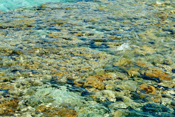 istock Coral reef on the Red Sea Eilat, 1200115981