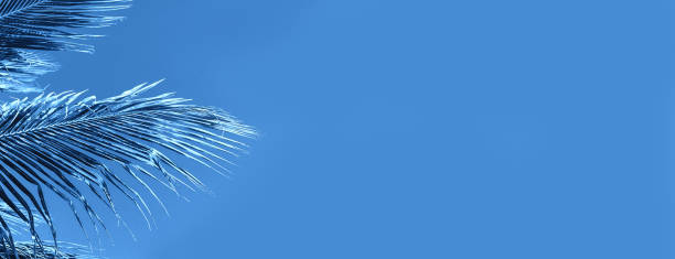 istock Tropical palm leaf on classic blue color background. 1200115989