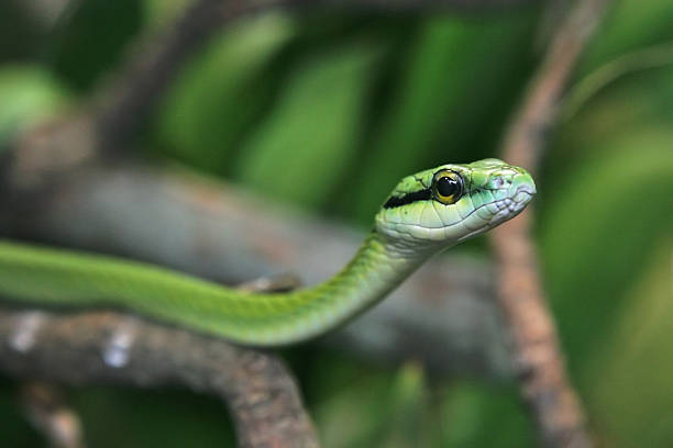 Green Snake stock photo