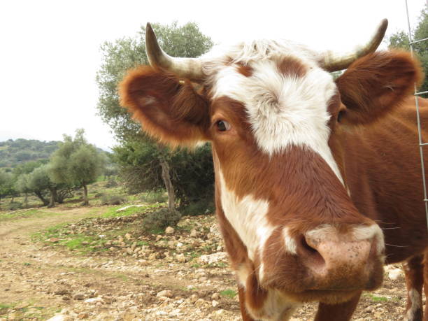istock cute cow face close up 1200117374