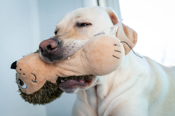 istock Labrador Retriever with Chew Toy 1200120680