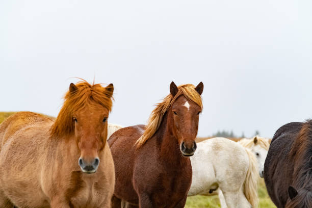 istock Several colors Icelandic horses in a peaceful meadow, Iceland 1200120696