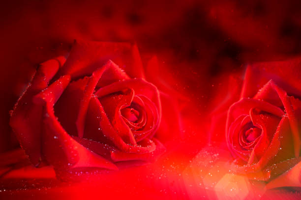 istock Red rose on a red background.Valentine's Day. 1200120745