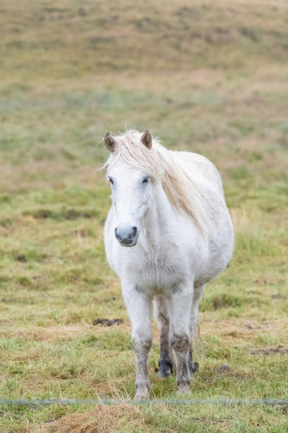 istock One white horse in a peaceful meadow, Iceland 1200120750
