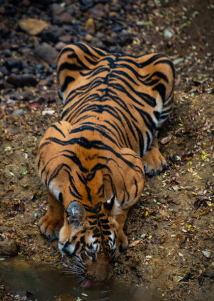 istock Beautiful tiger drinking water from a puddle 1200123070