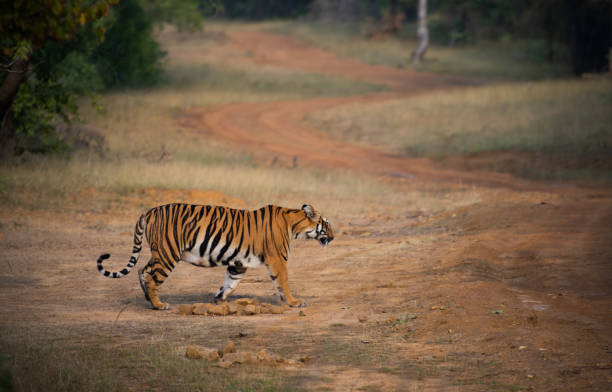 istock A beautiful tigress in her natural habitat 1200123280