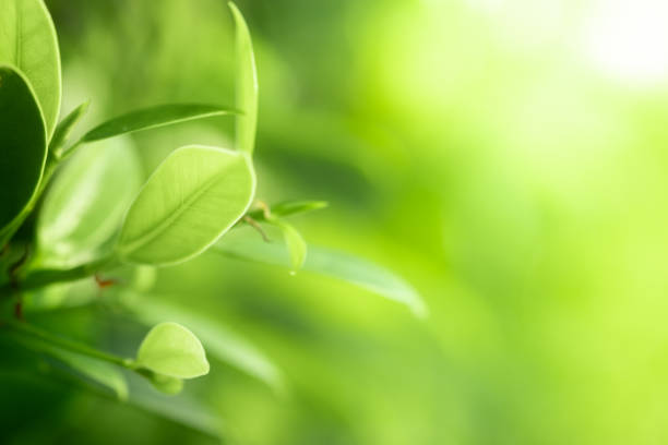 istock Closeup beautiful view of nature green leaves on blurred greenery tree background with sunlight in public garden park. It is landscape ecology and copy space for wallpaper and backdrop. 1200123568