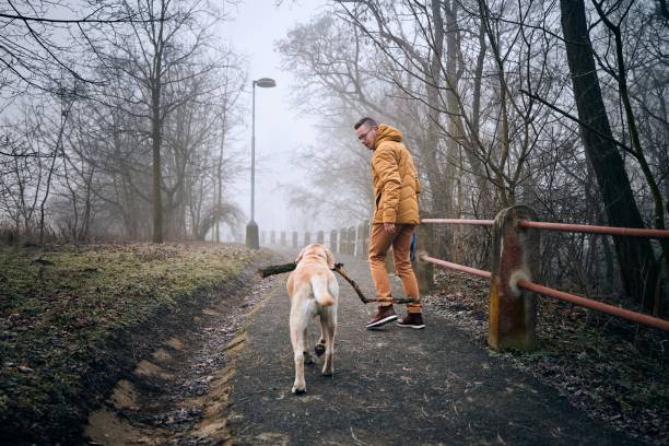 istock Morning walk with dog in fog 1200123592