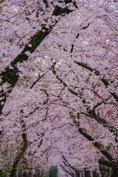 istock Cherry tree in full bloom of Aoyama Cemetery 1200124652
