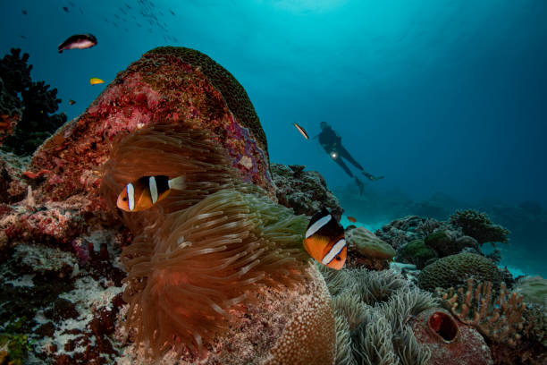 istock Orange-fin anemonefish and female diver - Palau, Micronesia 1200125991
