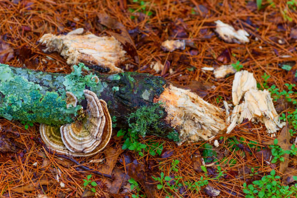istock Lichen and fungus grow on a broken limb 1200126193