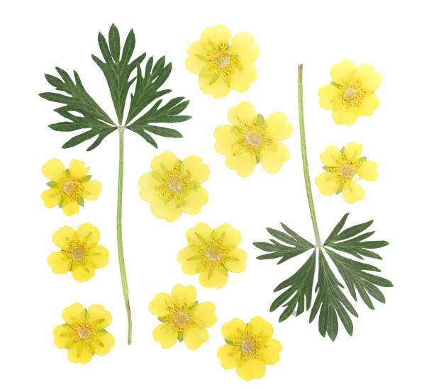 Pressed and dried flower and green carved leaves potentilla or cinquefoil, isolated on white background. For use in scrapbooking, floristry or herbarium. Pressed and dried flower and green carved leaves potentilla or cinquefoil, isolated on white background. For use in scrapbooking, floristry or herbarium. potentilla anserina stock pictures, royalty-free photos & images