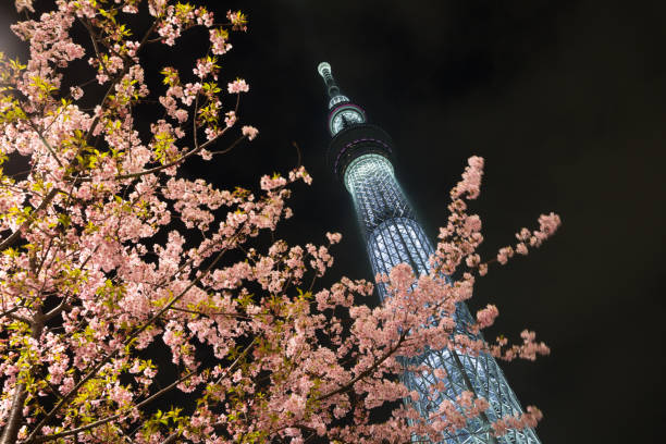 istock Tokyo Skytree with Sakura in Japan 1200127056