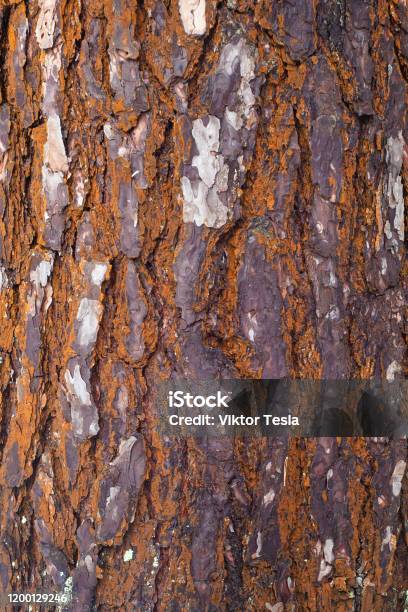 Bark Texture Example Image Botany Tree Bark Texture Wallpaper Stock Photo - Download Image Now - Botany ...