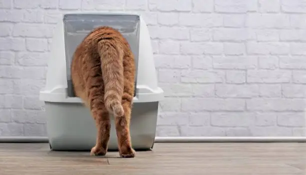 Ginger cat step inside a litter box. Horizontal image with copy space.