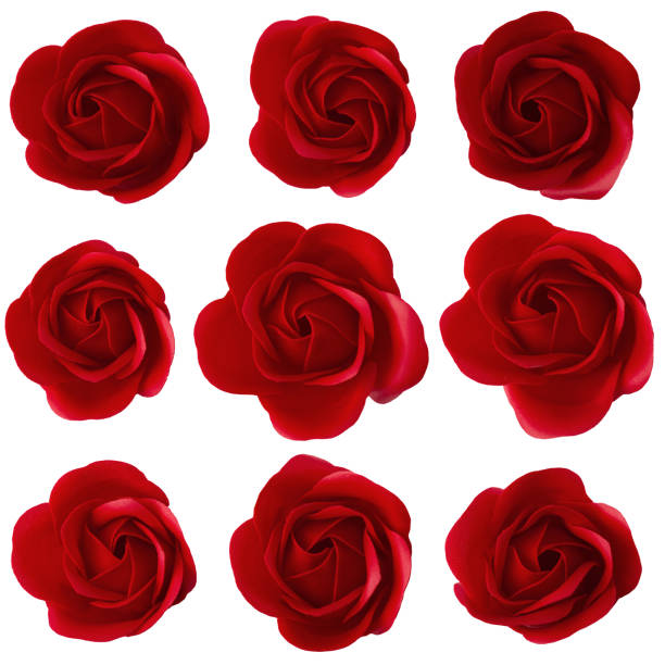istock Red rose blossom isolated on white background. 1200129555
