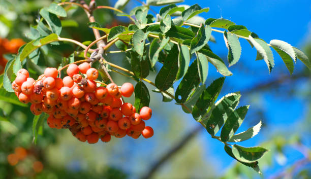 istock ashberry at dry sunny summer day 1200129741