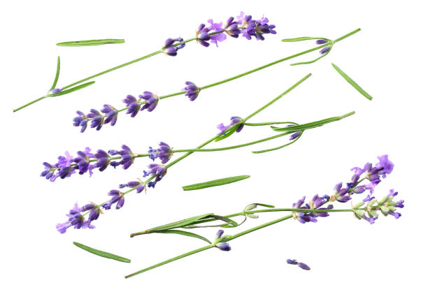 istock lavender flowers isolated on white background. top view 1200129845