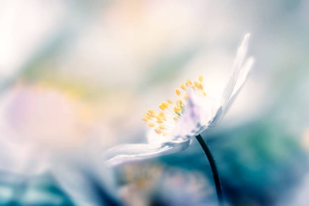 美しい春の花木材アネモネ - sweden wildflower wood anemone flower ストックフォトと画像