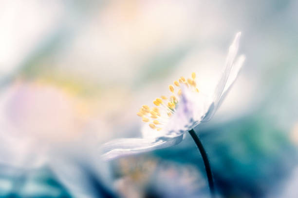 piękne wiosenne zawilce z drewna kwiatowego - anemone flower wood anemone windflower flower zdjęcia i obrazy z banku zdjęć