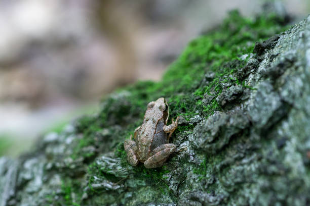 istock Small European common brown frog (Rana temporaria) in forest 1200131286
