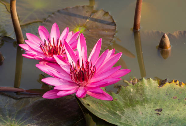 istock Pink lotus flower 1200131411
