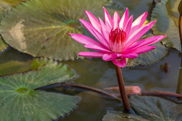 istock Pink lotus flower 1200131557