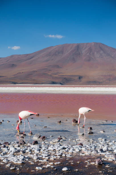 istock Flamingos - Laguna Colorada 1200133036