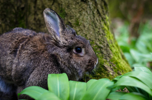 istock beautiful rabbit pet among green leaves in spring nature 1200133268