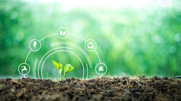 istock A small tree born on a ground for renewable, sustainable development over blurred green nature background.  environment concept.Ecology concept. 1200134631