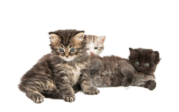 istock fluffy little kittens isolated 1200135133