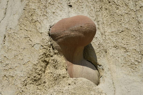 istock Cannonball Concretions at Theodore Roosevelt NP 1200135167