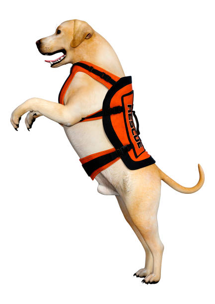 istock 3D illustration labrador rescue dog on white 1200136264