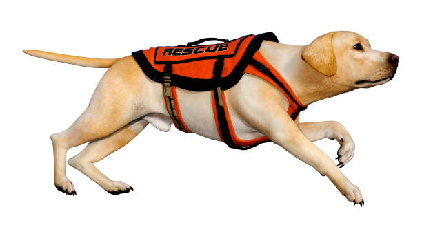 istock 3D illustration labrador rescue dog on white 1200136267