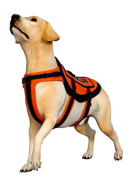 istock 3D illustration labrador rescue dog on white 1200136270