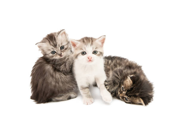 istock fluffy little kittens isolated 1200136273