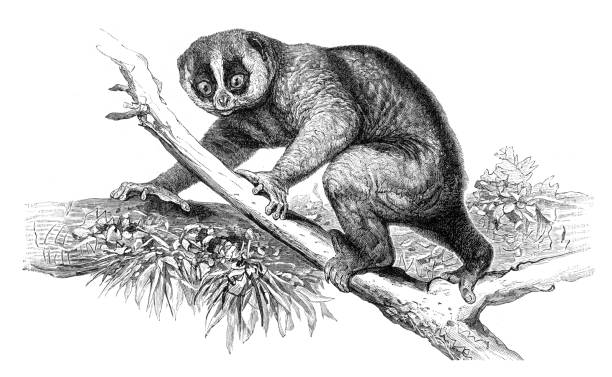 ilustraciones, imágenes clip art, dibujos animados e iconos de stock de ilustración de slow loirs primate - lorif