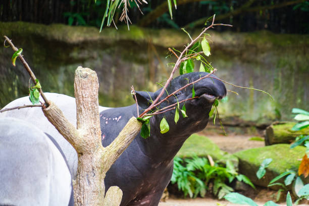 istock Of wild tapir eat grass image 1200137867
