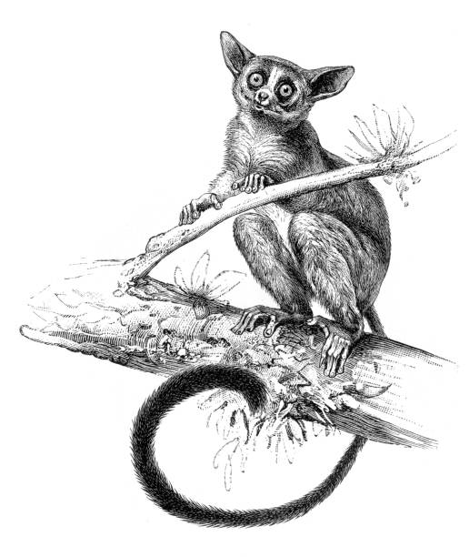 galago lub bush dziecko naczelny ilustracja - lemur stock illustrations