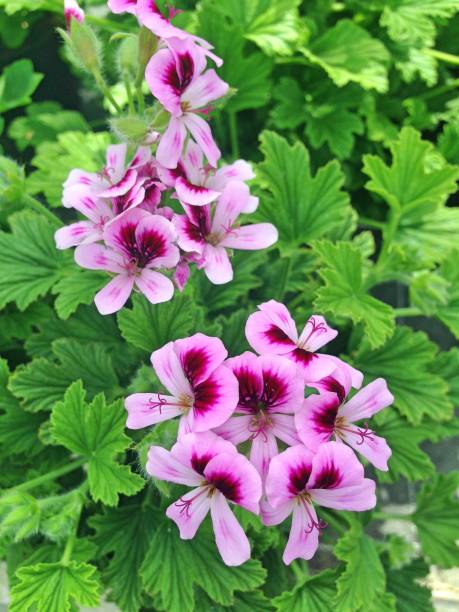 flores de geranio de pelargonio - geranium flower pink leaf fotografías e imágenes de stock